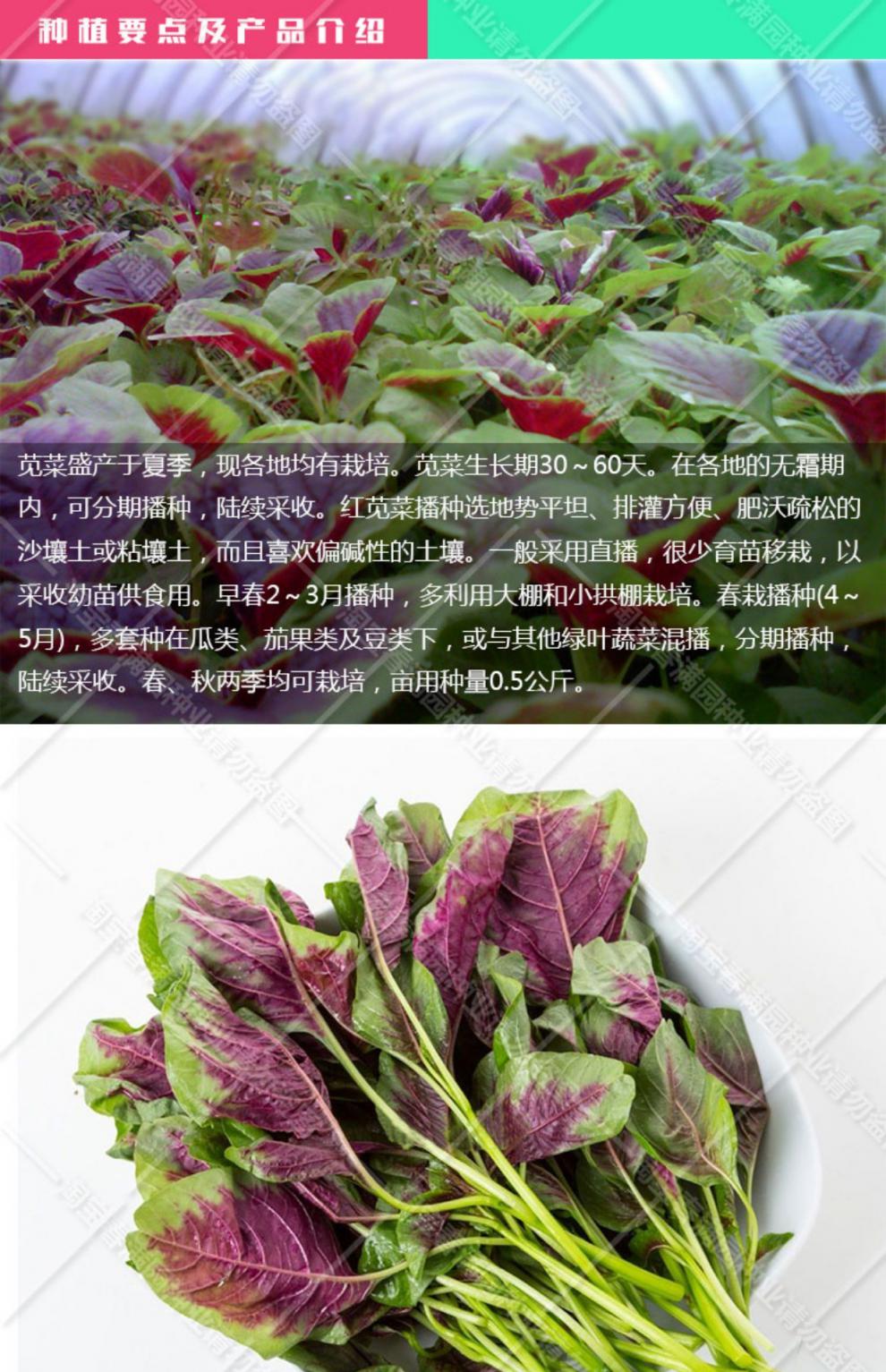 長壽菜圓葉漢菜種籽青菜春季四季盆栽陽臺蔬菜種孑一點紅莧菜5克原裝