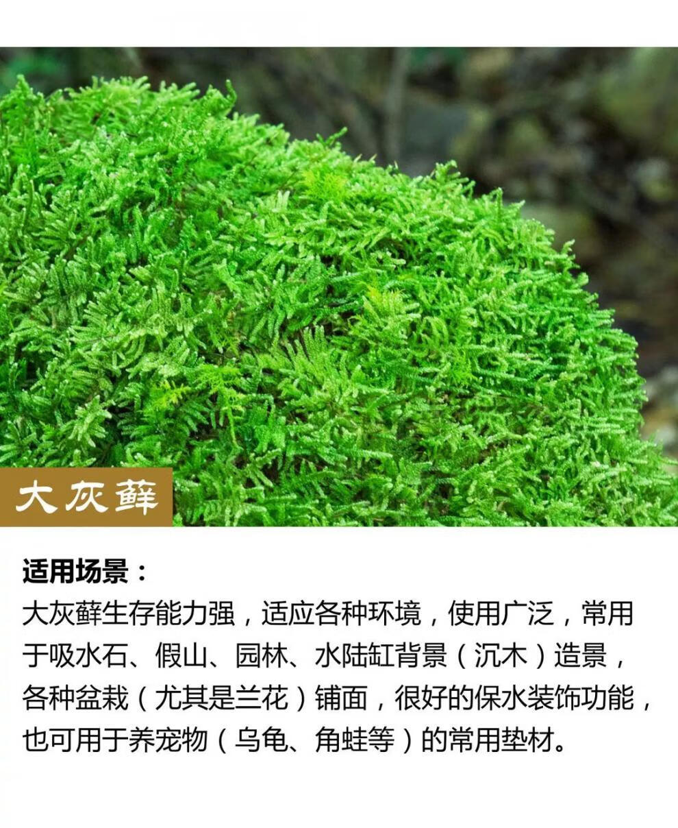 10，苔蘚微景觀青苔盆景裝飾造景植物鋪麪鮮活假山水陸缸diy室內綠植 短羢蘚12*8厘米/盒 5盒