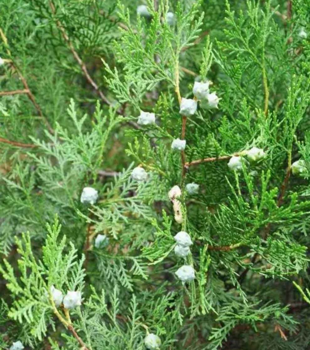 侧柏树苗 扁侧柏树香柏树苗庭院绿化侧柏叶 柏树绿化苗木四季植物 1