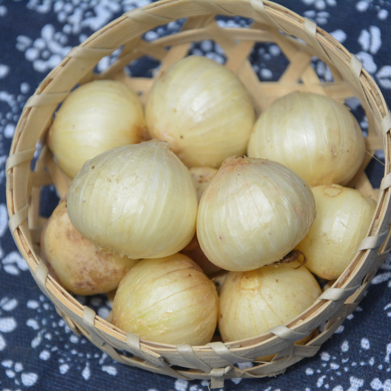 四川新鲜苦藠团葱小根葱野葱头苦茭小洋葱小蒜藠头薤白中大号 小号(特