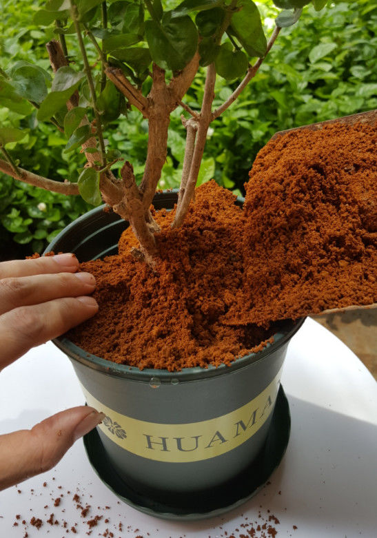 茉莉花土茉莉花专用土茉莉花盆栽种植营养土家用园艺土壤酸性绿植有机