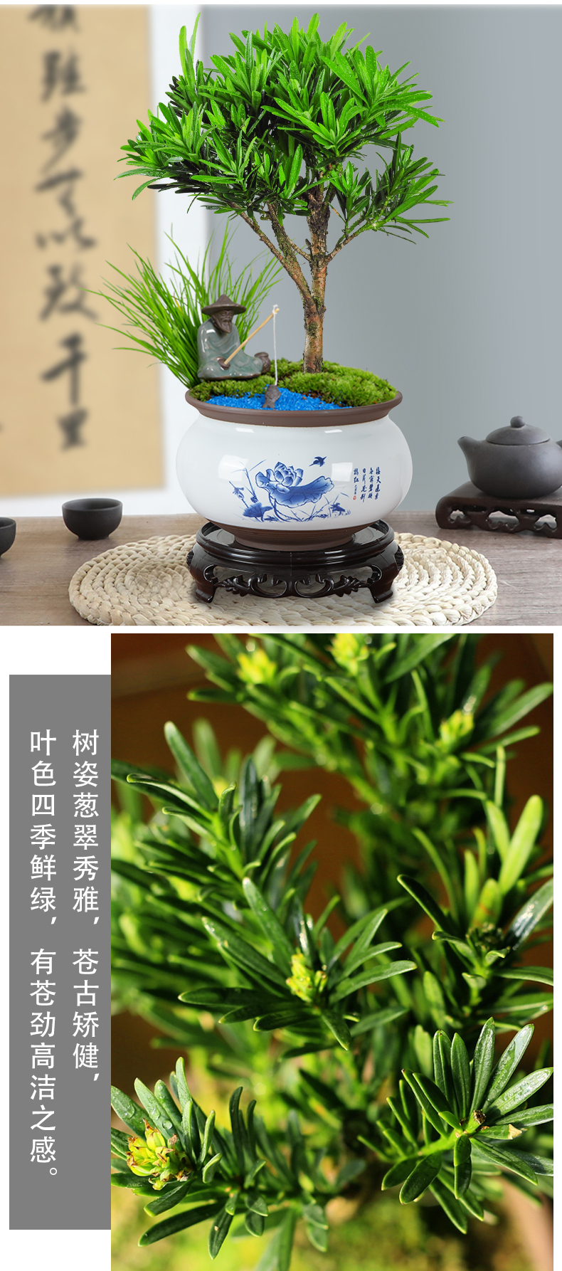 花姬罗汉松盆景老桩植物盆栽雀舌树苗造型树室内花绿植桌面微景观好养 茶桌书桌摆放 直杆罗汉松 玉蓝盆1328 装饰 带盆栽好 图片价格品牌报价 京东