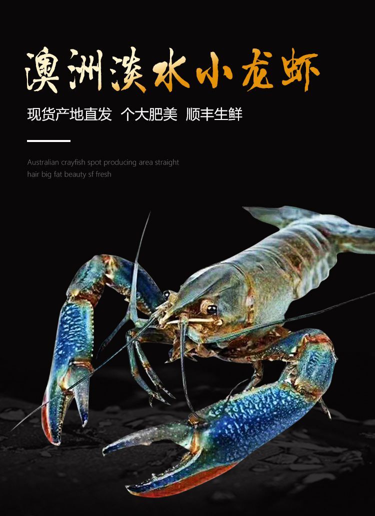 淡水澳龙淡水蓝龙澳洲龙虾小龙虾生鲜小青龙虾澳龙新鲜活冻新鲜冰冻