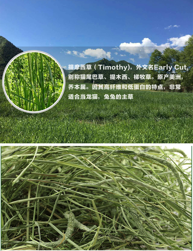 进口提摩西草种子 猫尾草梯牧草 兔子豚鼠荷兰猪牧草宠物口粮 提摩西