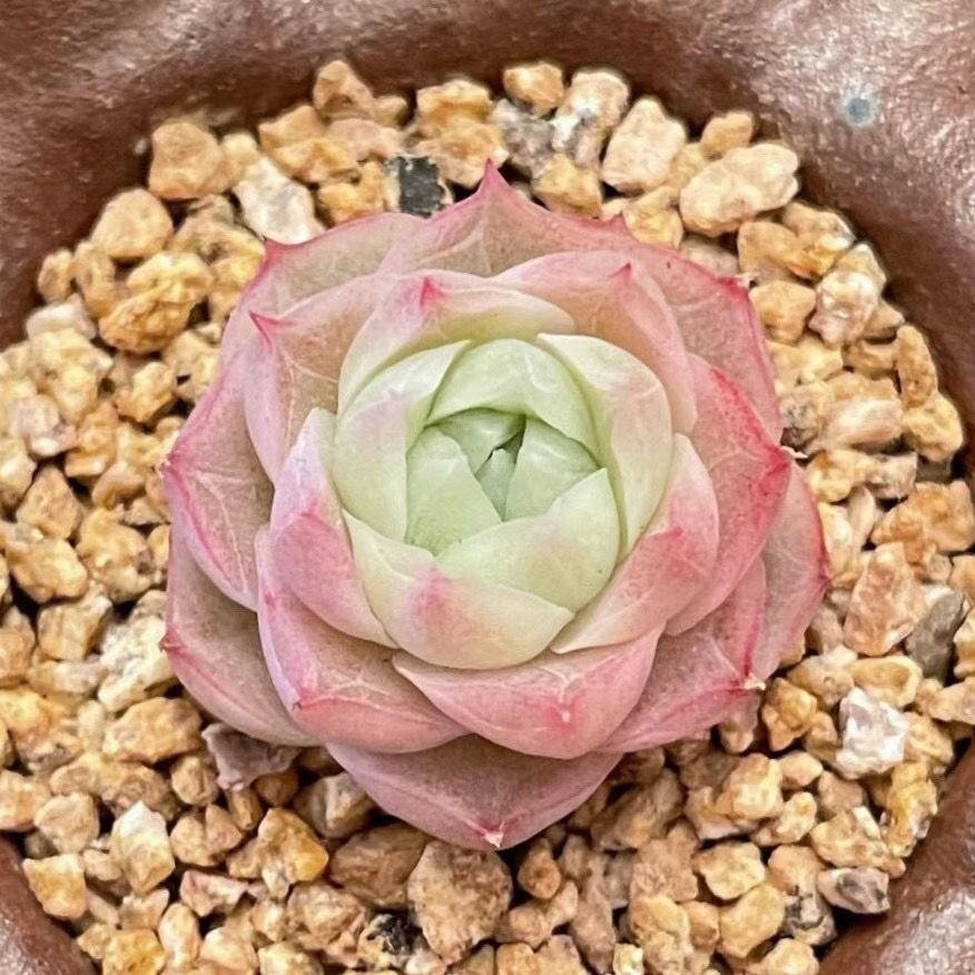 潘多拉女王玫瑰 韩国进口品种多肉植物 麦秆桃熏颜如玉月影系新贵