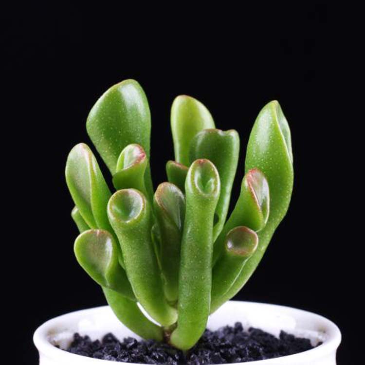 又名筒叶花月大老桩趣味观叶型植物玉树卷马蹄角和玉树裸根不带土