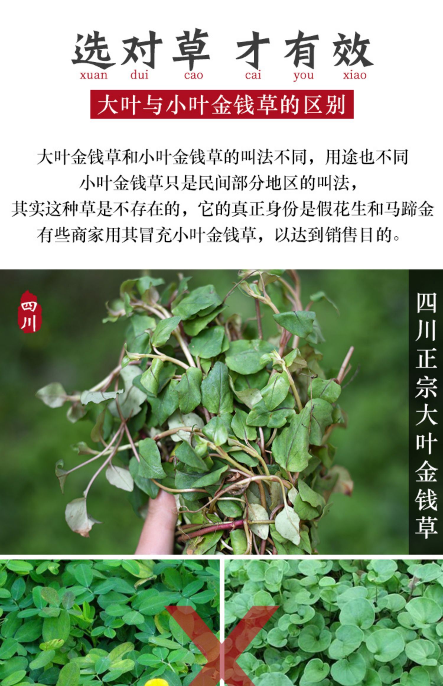 金龙草的功效与作用图图片