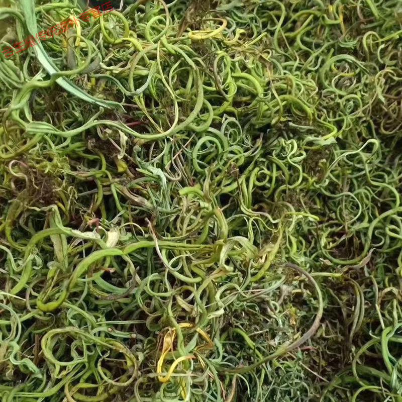 康中尊野生老挝化石草300克结石肾精茶缅甸排化石精选