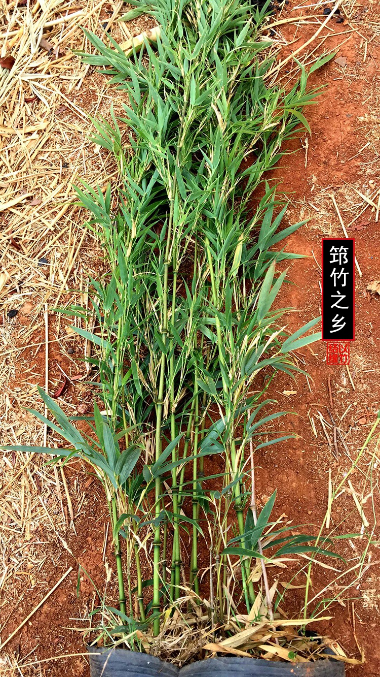 采缇筇竹苗罗汉竹苗盆栽办公室阳台庭院绿化竹艺术盆景竹观赏竹成年