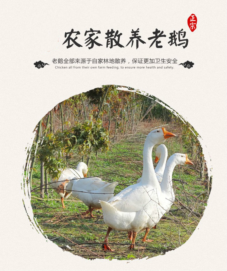 散养大白鹅老鹅超大农家土鹅新鲜嫩鹅现杀青年鹅老鹅肝鹅批发湾钰蜜56