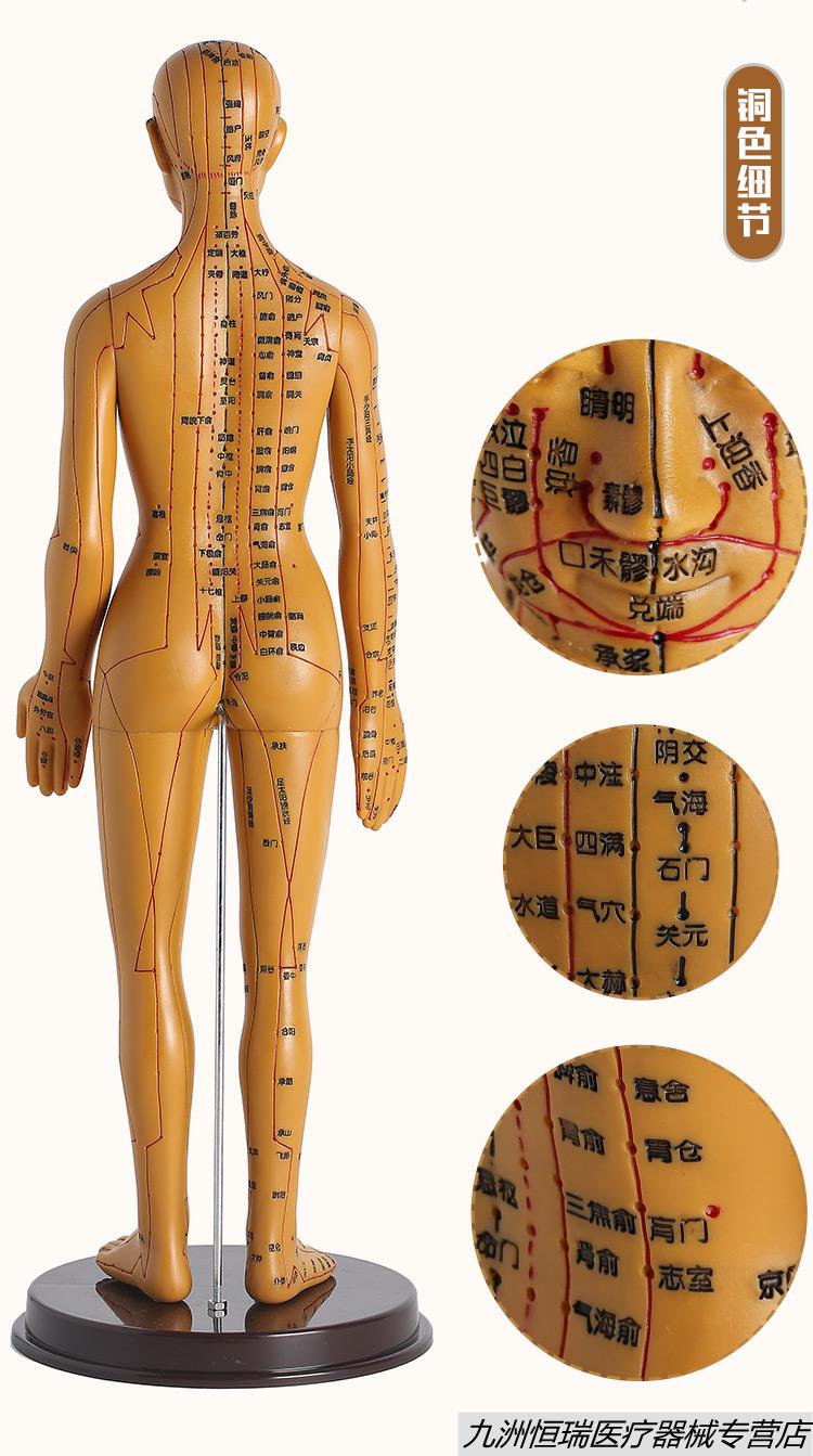 人体模型中医经络针炙穴位模型全身小人可扎针练习皮肤教学人体图铜人