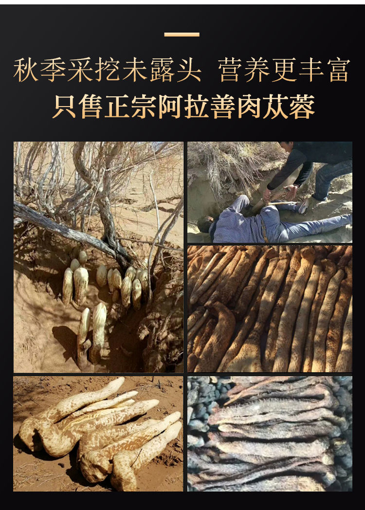 肉苁蓉阿拉善产地实体店发货肉苁蓉阿拉善内蒙古滋补品泡水特级锁阳50