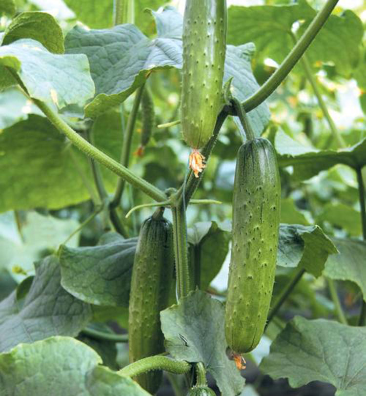 春秋旱黄瓜种籽水果黄瓜本地土黄瓜四季播早熟高产耐热蔬菜种孑子