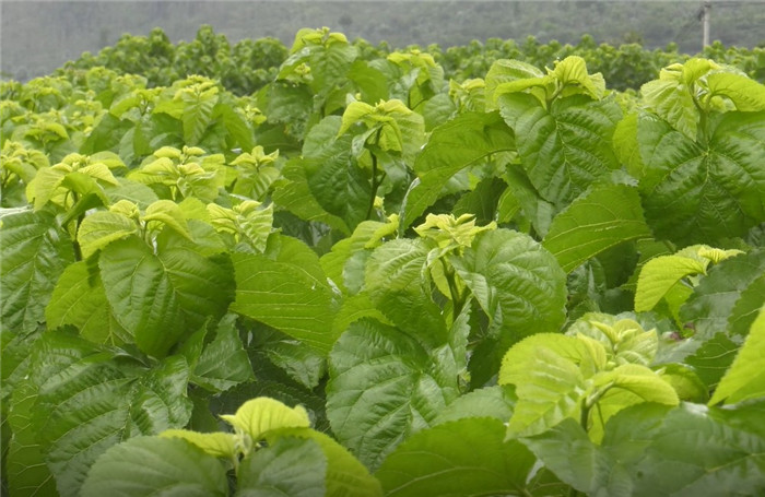 新鲜桑叶现摘北京蚕宝宝饲料学生养蚕专用小蚕食用鲜嫩桑树叶500g鲜