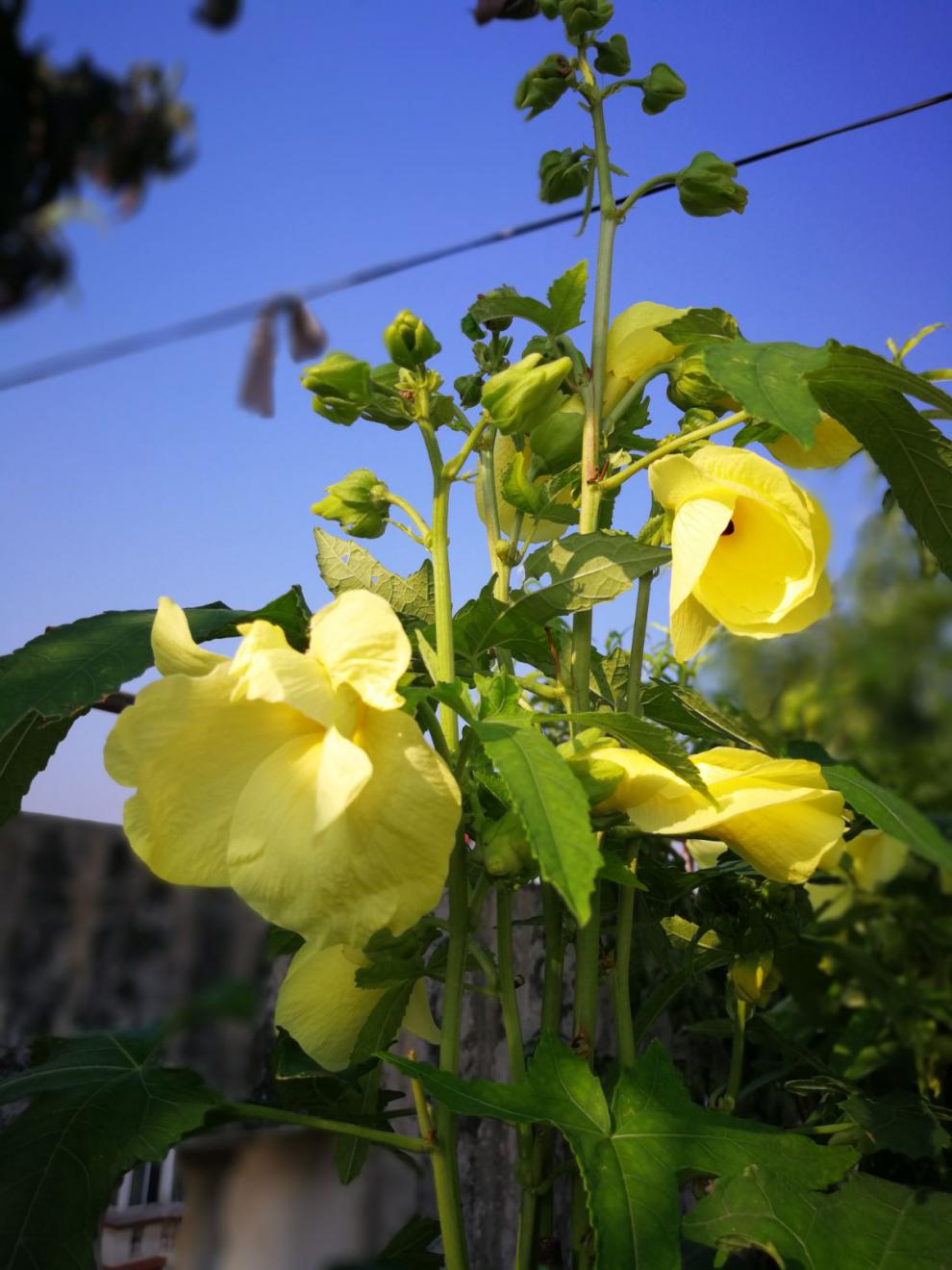 金花葵种子菜芙蓉无限开花观赏观光农业花卉产业野芙蓉黄蜀葵种籽杭情
