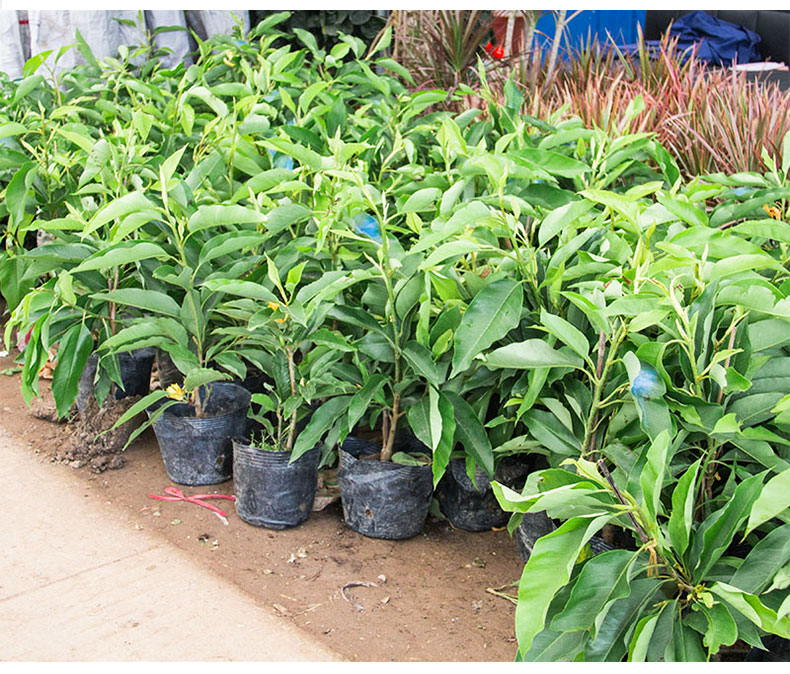 白兰花盆栽 嫁接黄角兰黄桷兰白玉兰黄苗树苗庭院苗 黄兰8年2.