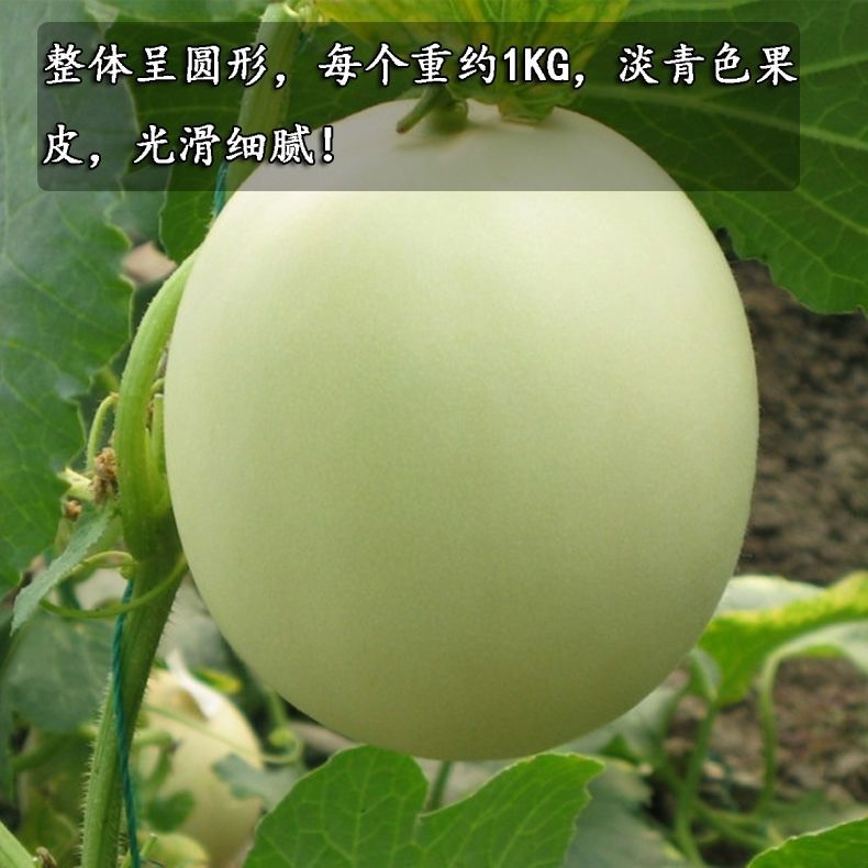 软糯香甜玉菇甜瓜蜜瓜新鲜绵柔香瓜绿肉哈密瓜非阎良羊角蜜瓜 带箱9