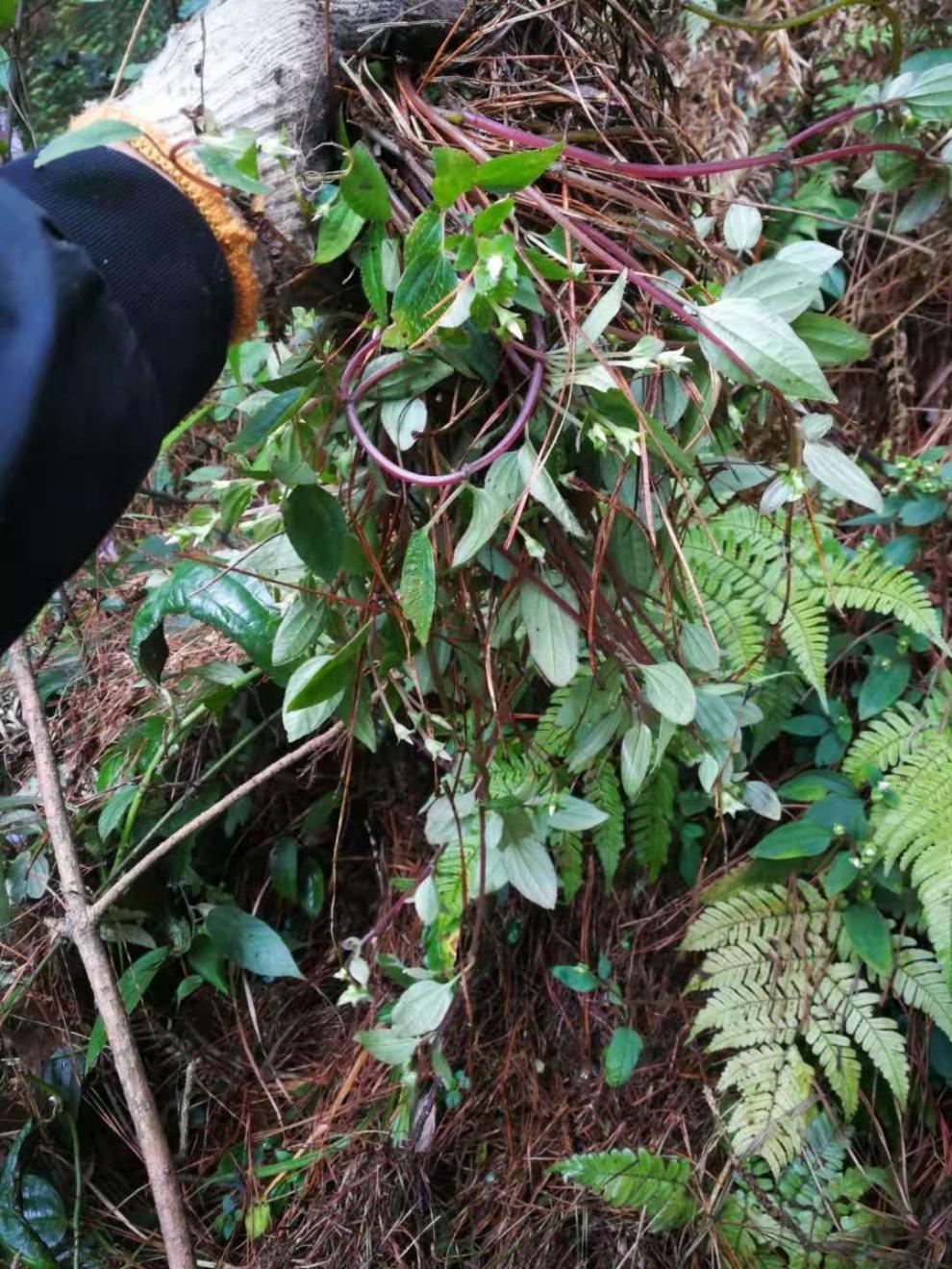 风骨草风鼓草风谷草诸头红肉穗草 500g【图片 价格 品牌 报价】-京东