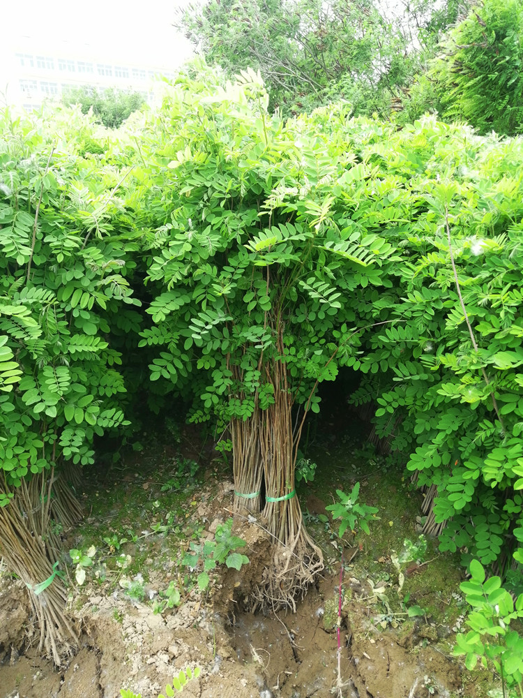 綠化樹紫穗槐樹苗基地防沙固沙護坡國槐苗刺槐苗紫花苗耐寒耐旱道路