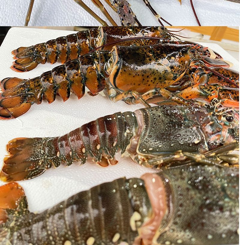 鲜活速冻青龙虾新鲜活冻波士顿龙虾特大波龙花龙虾超大龙虾 青龙2只