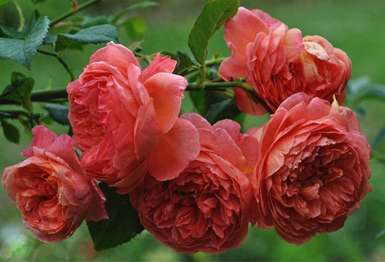 奥斯汀玫瑰【宋夏/夏日之歌】月季花苗包对版原土球发货【图片 价格