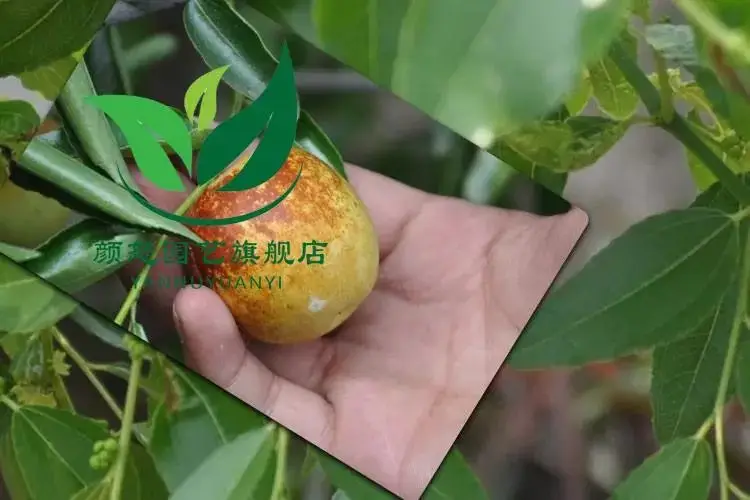 皇冠甜枣南方适合种植图片