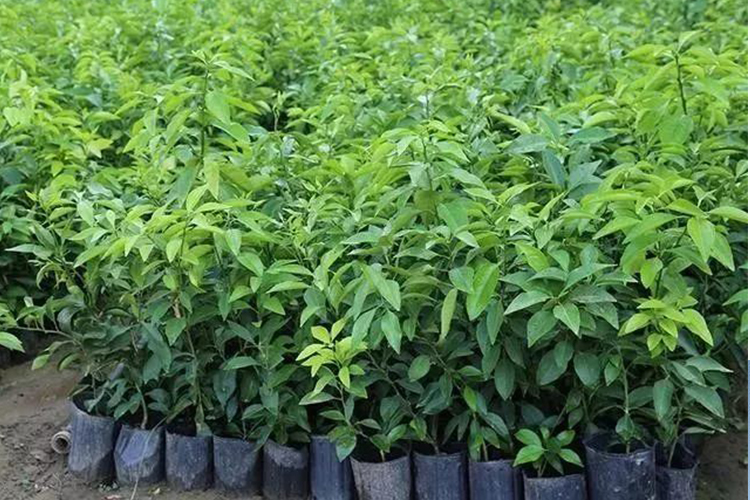 正宗象山红美人柑橘苗爱媛28号38号早熟桔子树苗南方种植当年结果杯苗