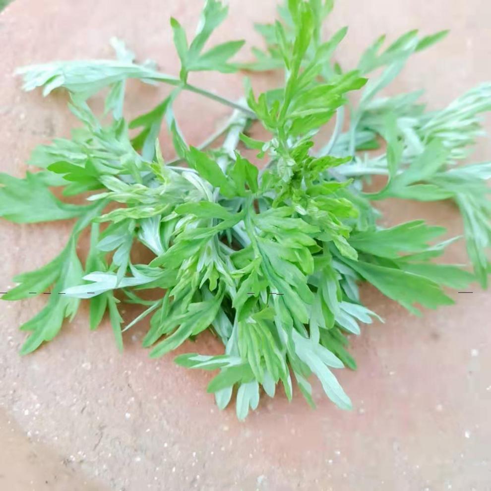 新鲜的清明草怎样长期保存 新鲜的清明草怎样长期保存不坏