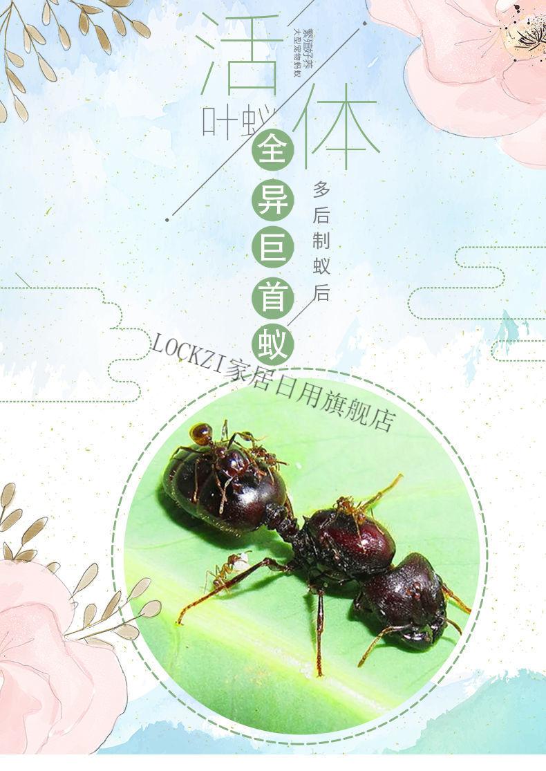 蚂蚁活体全异巨首蚁盲切叶蚁特化兵蚁宠物产卵蚁后活体活物繁殖好养