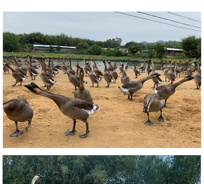 jd空运散养草鹅开平马岗鹅广东名鹅草鹅黑棕鹅现杀整只杀完净重67斤现