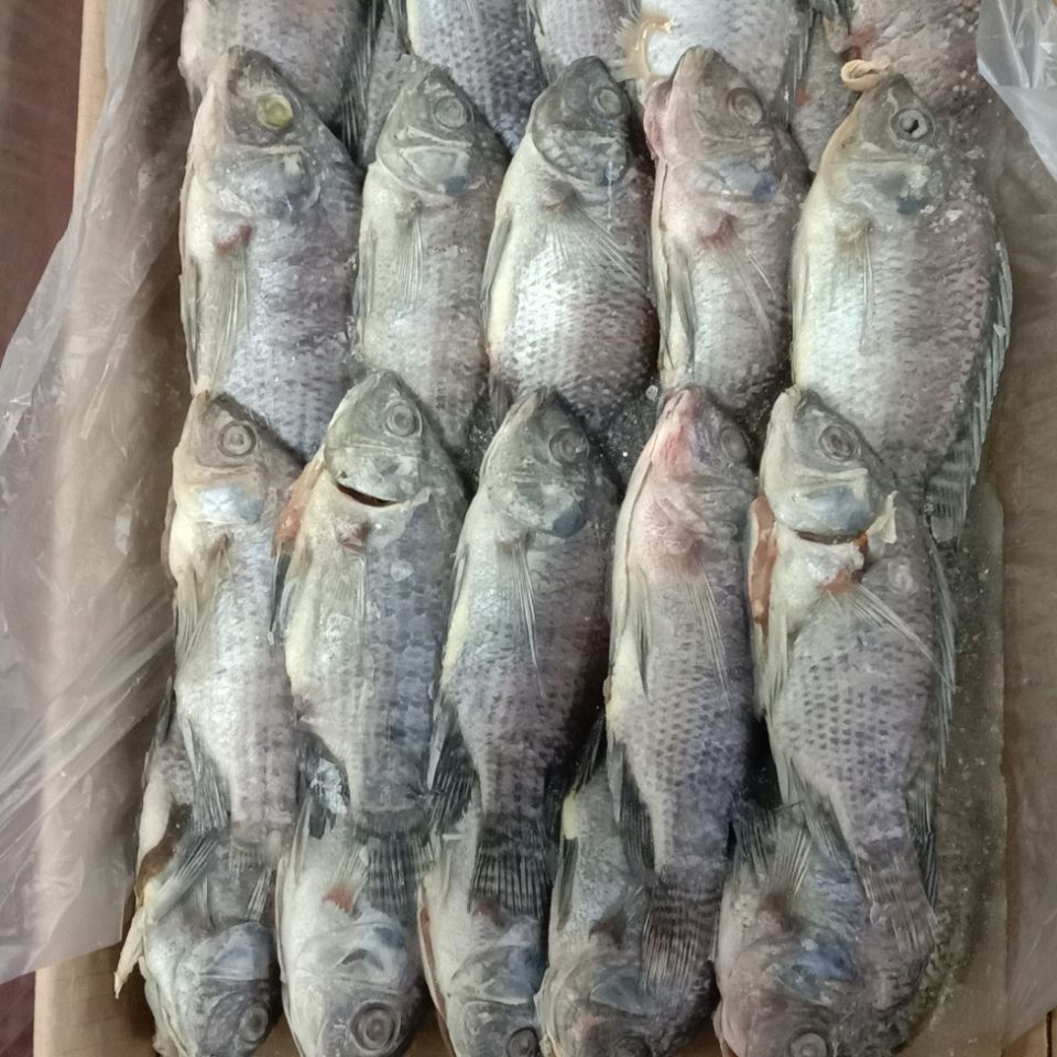 冷冻罗非鱼海鲫鱼三去罗飞鱼整箱8斤22/34条盒饭快餐食堂专用 32/34条