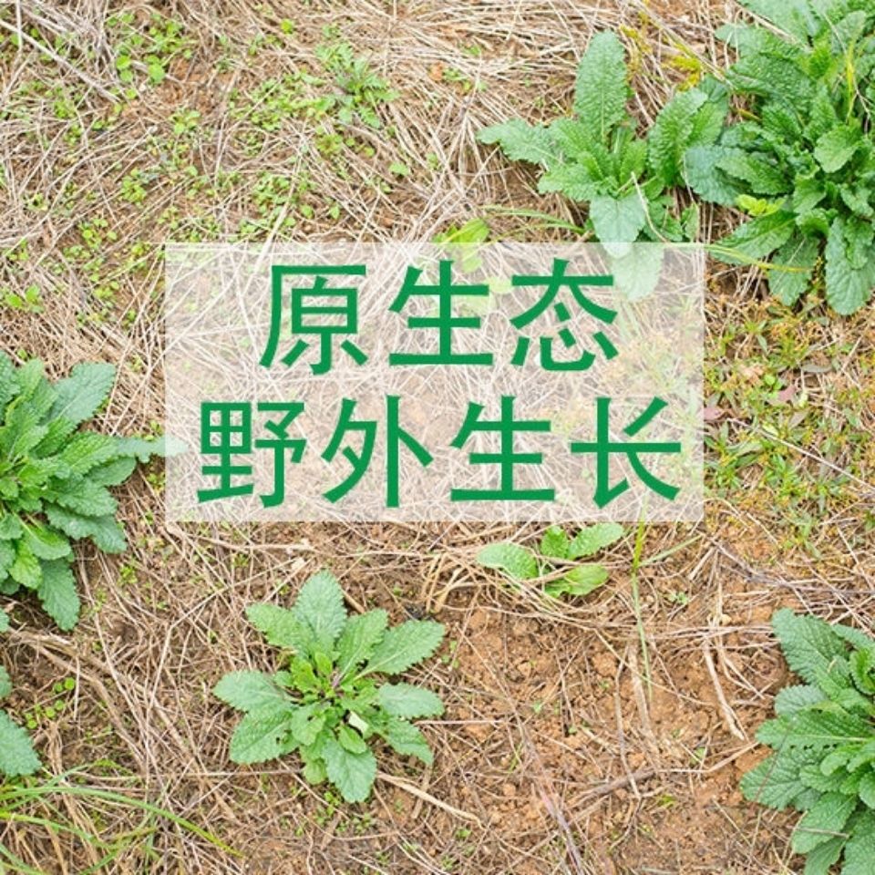 蛤蟆草干品菜荔枝草整棵带根癞蛤蟆草新鲜晒干蛤蟆草品 蛤蟆草干品100