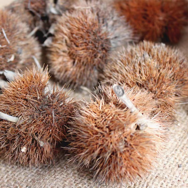 北京同仁堂中药材带刺板栗球 栗刺壳 风栗壳板粟刺粟子刺壳板 栗