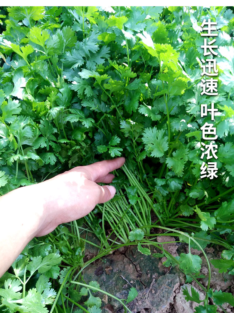 老香菜苗小叶芫荽冬季四季农家自种香菜生鲜蔬菜5斤