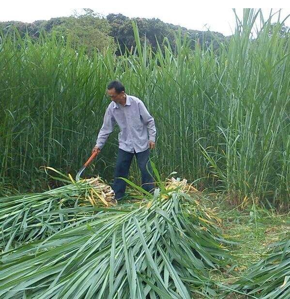 甜象草种子多年生四季高产牧草种子畜牧养殖牛羊兔鱼黑