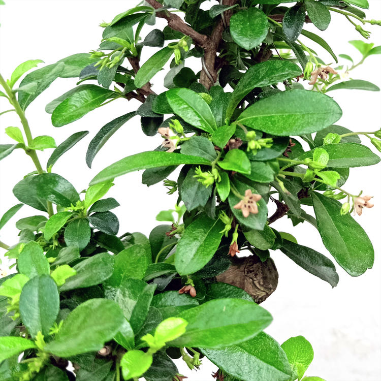 定制小叶福建茶盆景老桩茶树室内办公室桌面假山造型植物盆栽悬崖造型