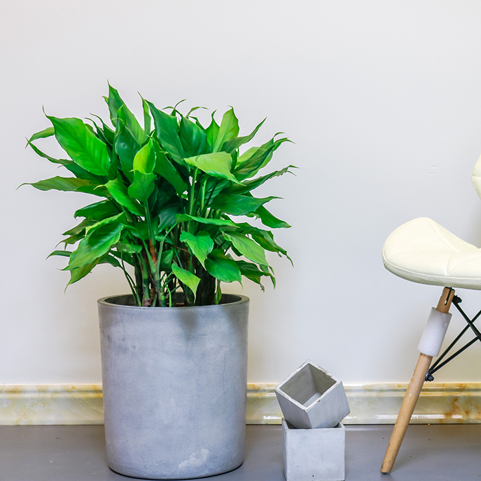 万年青万年青盆栽室内客厅大型花卉绿植植物四季常青初石(chushi) 45