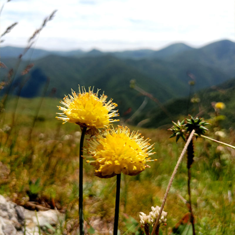 甘肃甘南野葱花黄葱花炝锅浆水面山葱摘麻花扎蒙花野山花石蒜食材 200