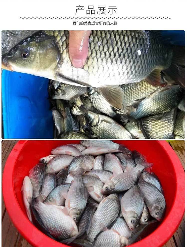 鲫鱼产妇发奶补身新鲜活鱼纯大土鲫鱼批发腾旺纳跃鲫鱼35条一斤5斤