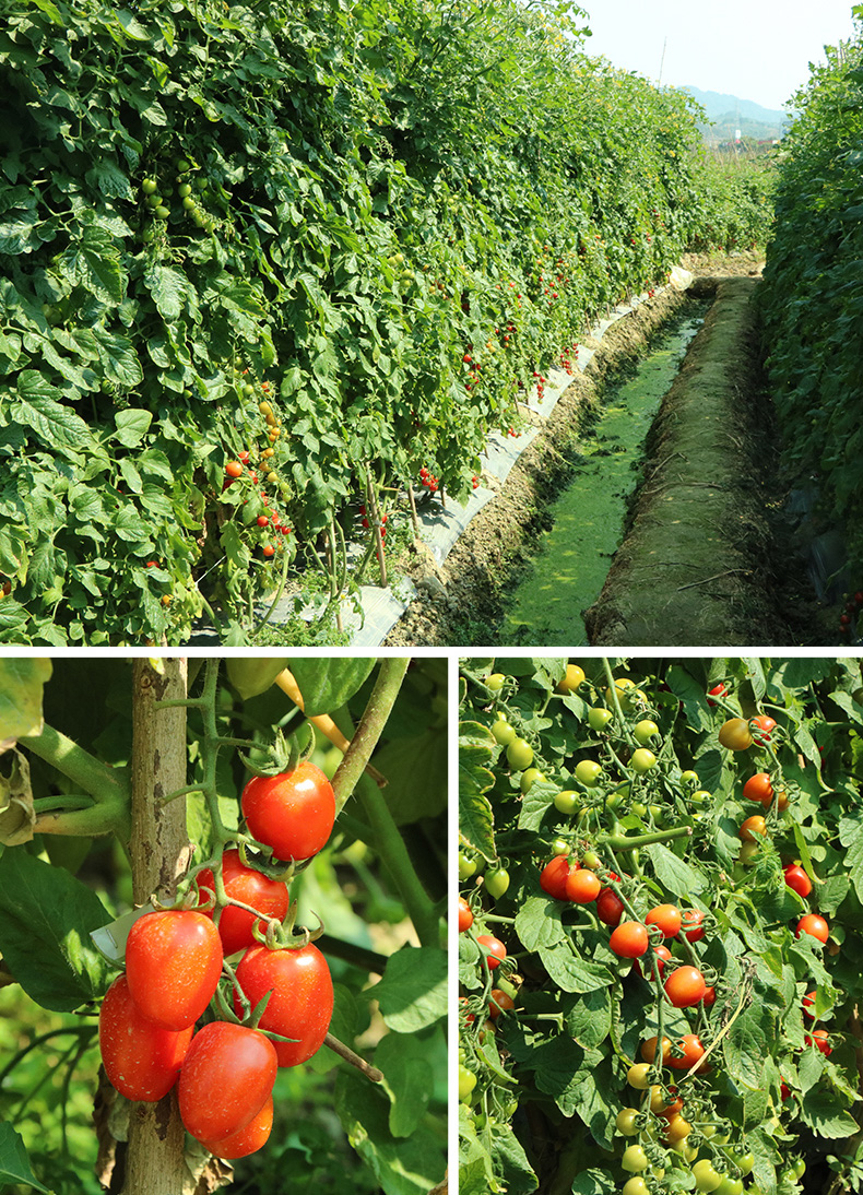 千禧圣女果 小番茄圣女果千禧新鲜水果小西红柿应季时令 水果黄瓜组合