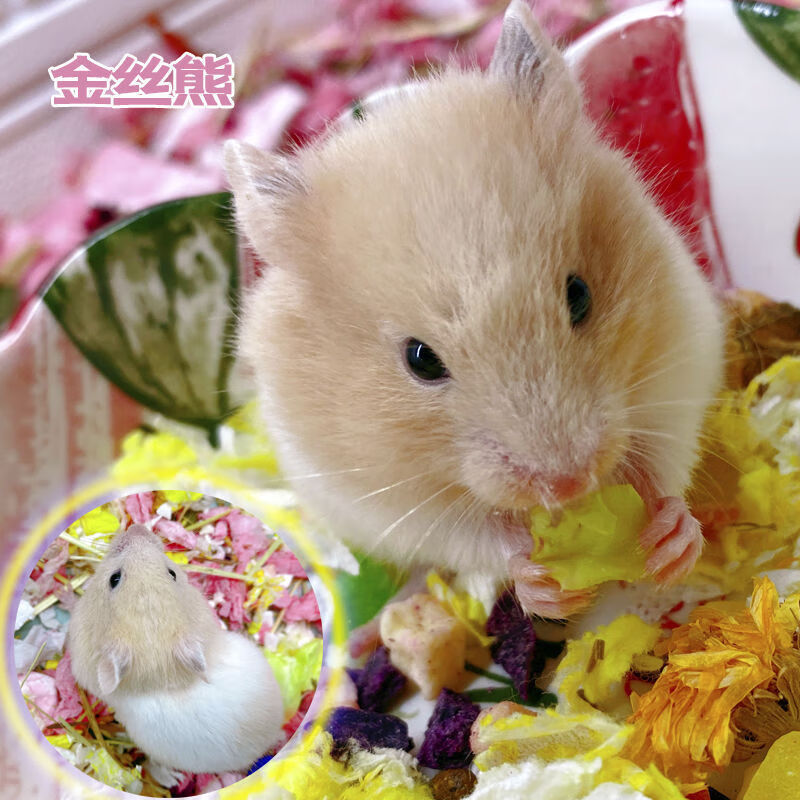 京选推荐仓鼠活物带笼子银狐布丁公仔宠物小型好养打过笼子奶茶温顺公