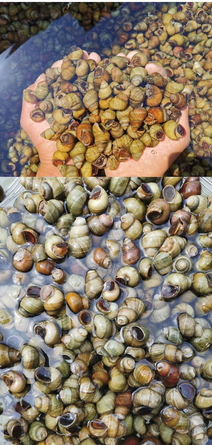 官方旗舰淡水田螺鲜活包活精选吐沙去尾无泥螺螺蛳肉包活活体4斤田螺