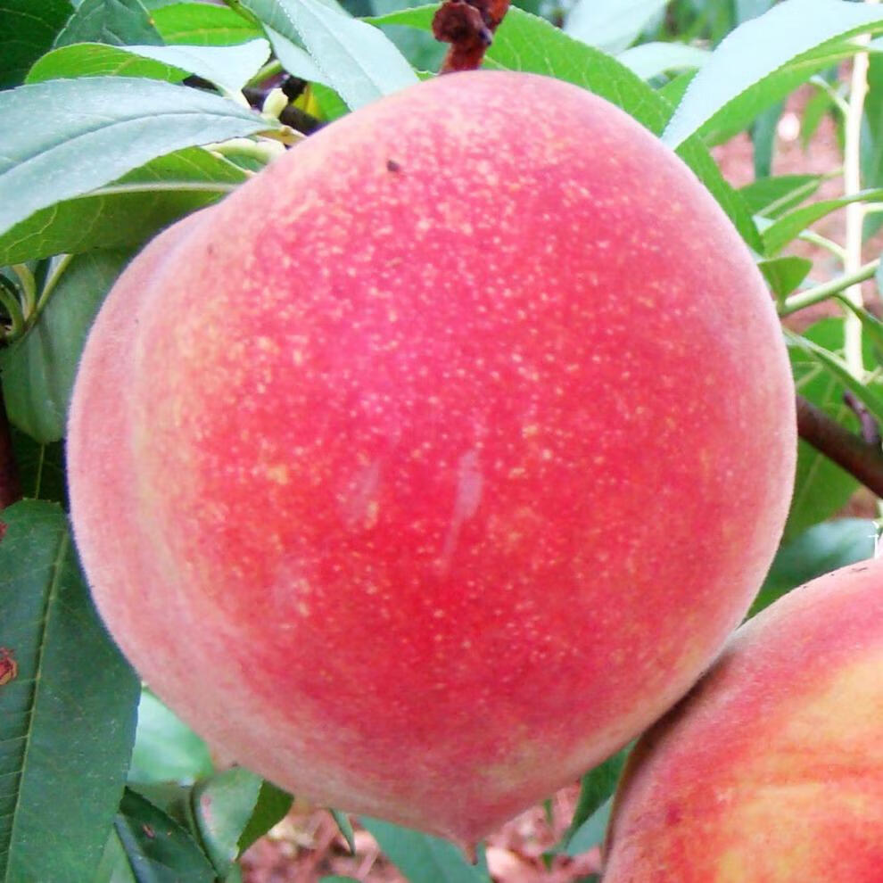 进口原产地:河北包装形式:礼盒装类别:桃品种:水蜜桃货号:xcbwxsqg