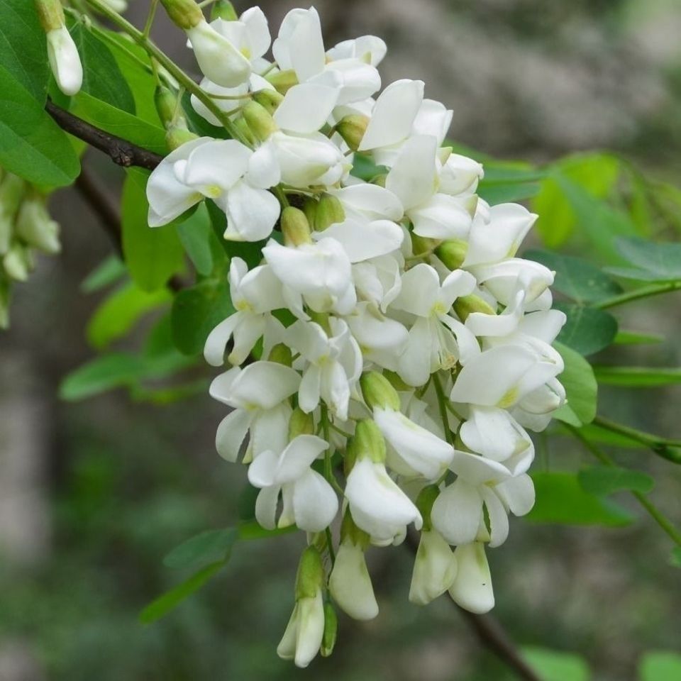 [商南扶贫馆]2021年鲜洋槐花杨槐花新鲜花骨朵野菜槐花香食用 3斤