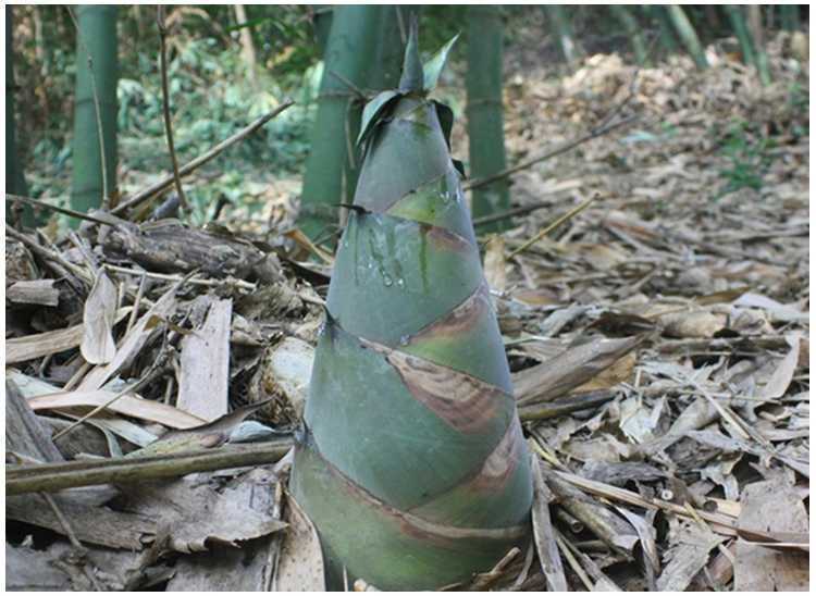 预售 广西新鲜竹笋大头笋现挖鲜笋苦笋鲜笋5斤现货 竹笋5斤【图片