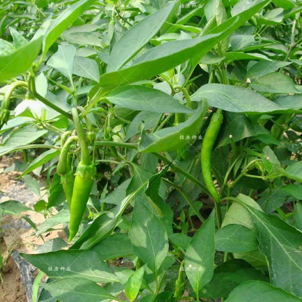 杭椒一号辣椒种子线椒种子早熟高产辣味中等农家菜园基地大面积种杭椒