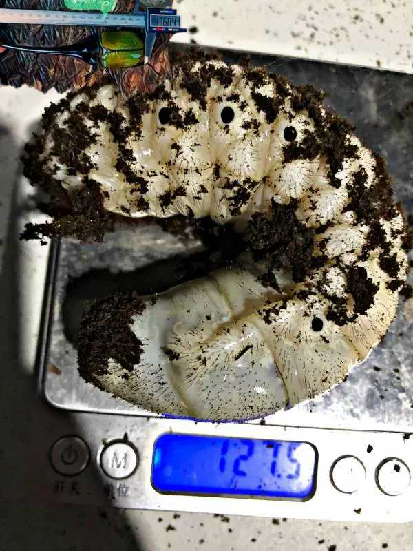 豆乐奇长戟大兜虫(锹形虫,兜虫,甲虫,自然教育) h2发酵木屑 幼虫食物