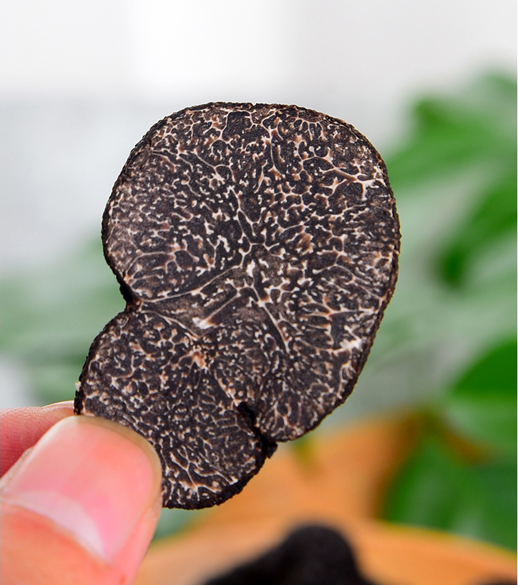 黑松露黑松露菌冰鲜野生成熟松露猪拱菌松茸直径3-5cm 云南特产块菌