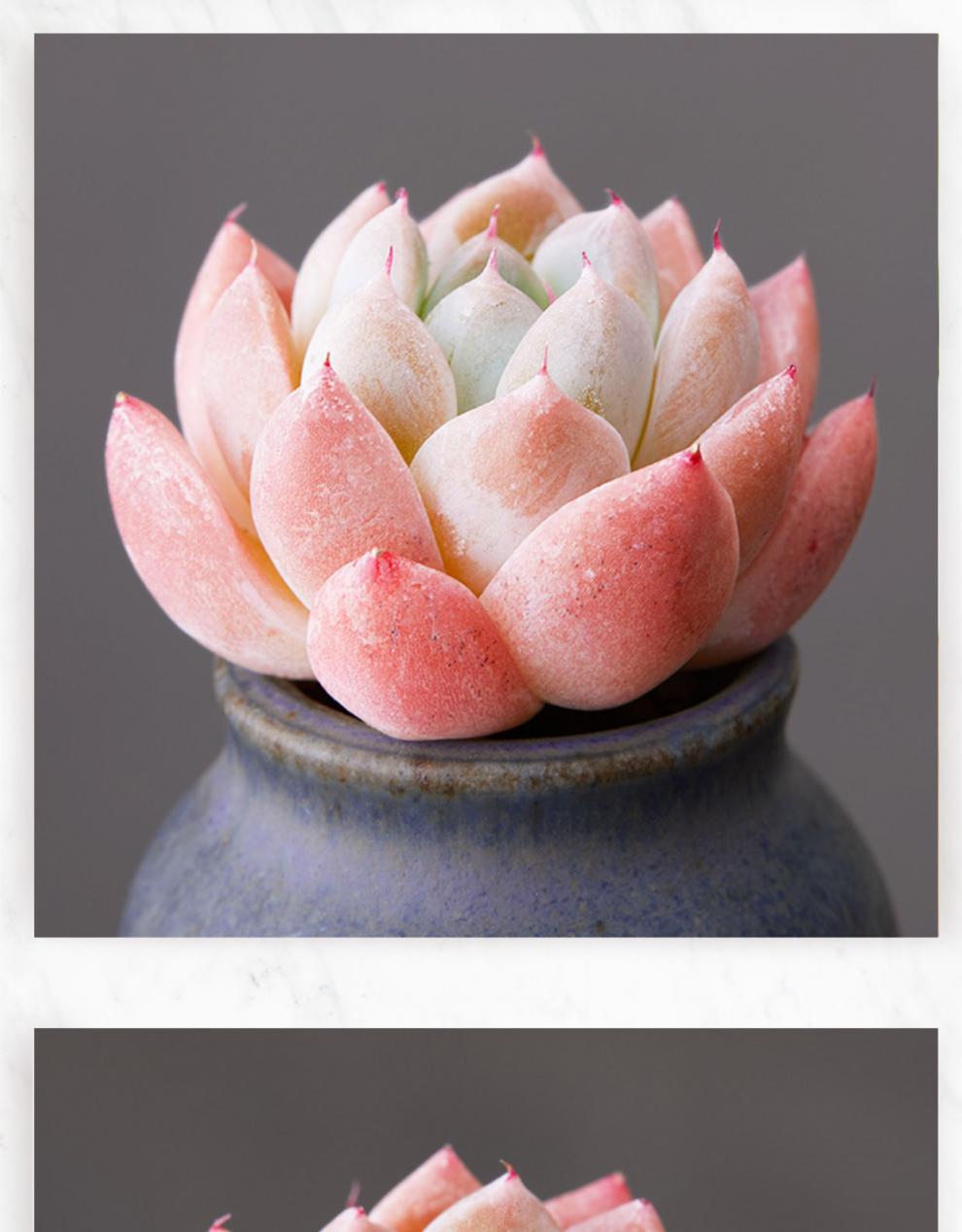 花园西施阿尔巴佳人多肉植物阳台办公室肉肉植物 阿尔巴佳人单头5-6cm