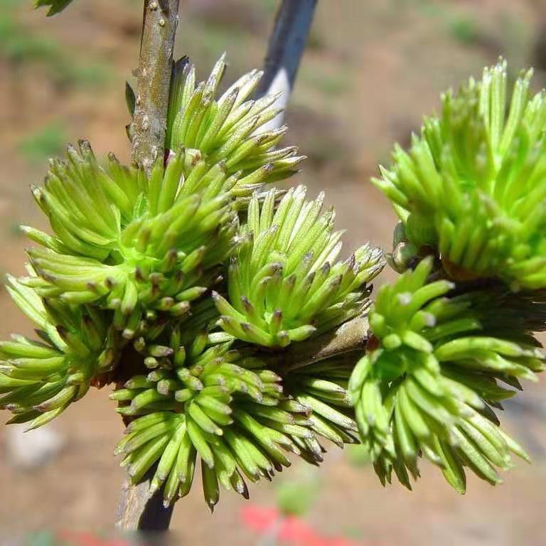 杜仲雄花天然针型花芯花粉多男人老公茶养生茶杜仲雄花 杜仲雄花【50